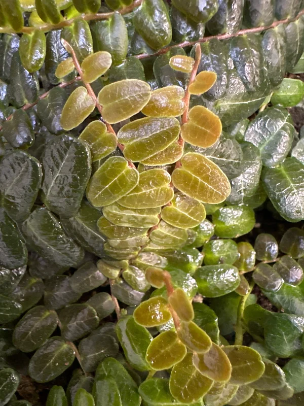 Marcgravia sp. Mendez Cuttings - Rare Live Plant for Terrarium & Indoor Decor - Image 1