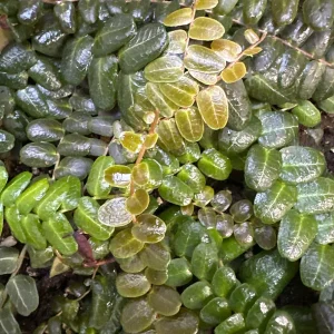 Marcgravia sp. Mendez Cuttings - Rare Live Plant for Terrarium & Indoor Decor - Image 6