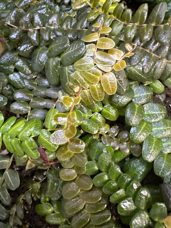 Marcgravia sp. Mendez Cuttings - Rare Live Plant for Terrarium & Indoor Decor - Image 6