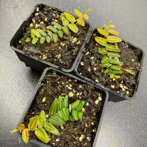 Marcgravia umbellata Cutting - Live Shingle Plant RARE - Image 1