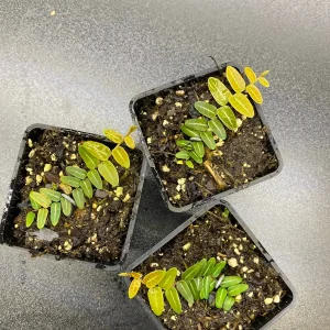 Marcgravia umbellata Cutting - Live Shingle Plant RARE - Image 2