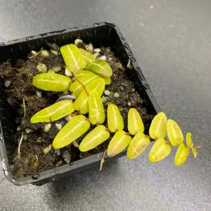 Marcgravia umbellata Cutting - Live Shingle Plant RARE - Image 3