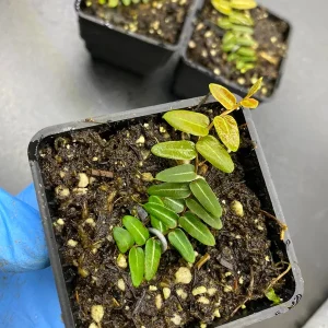 Marcgravia umbellata Cutting - Live Shingle Plant RARE - Image 4