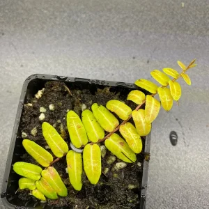 Marcgravia umbellata Cutting - Live Shingle Plant RARE - Image 5