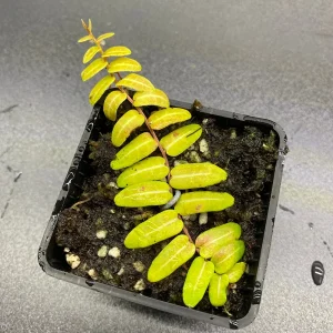Marcgravia umbellata Cutting - Live Shingle Plant RARE - Image 6