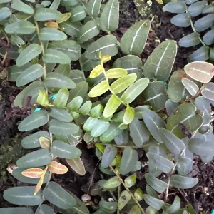 Marcgravia umbellata Cutting - Live Shingle Plant RARE - Image 7