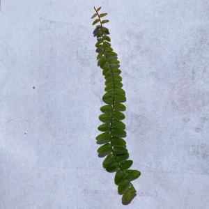 Marcgravia umbellata Cutting - Live Shingle Plant RARE - Image 8