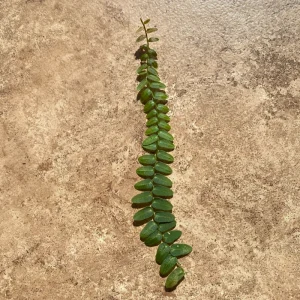 Marcgravia umbellata Cutting - Live Shingle Plant RARE - Image 9