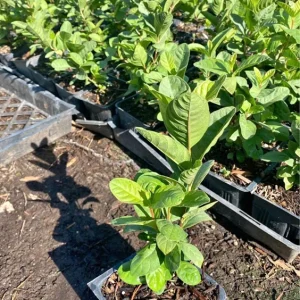Mexican Cream Guava Tree Live Plant – 4 inch Pot – Outdoor Fruit Tree - Image 1