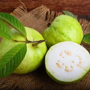 Mexican White Guava Tree Live Plant – Sweet Tropical Fruit – 4 inch Pot - Image 1