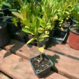 Mexican White Guava Tree Live Plant – Sweet Tropical Fruit – 4 inch Pot - Image 2