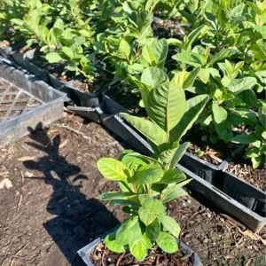 Mexican White Guava Tree Live Plant – Sweet Tropical Fruit – 4 inch Pot - Image 4