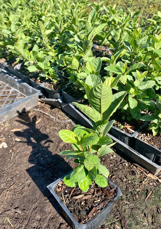 Mexican White Guava Tree Live Plant – Sweet Tropical Fruit – 4 inch Pot - Image 4