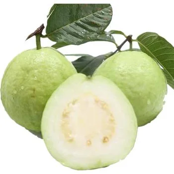 Mexican White Guava Tree Live Plant – Sweet Tropical Fruit – 4 inch Pot - Image 5