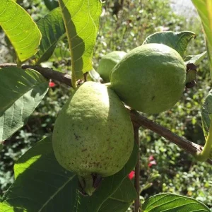 Mexican White Guava Tree Live Plant – Sweet Tropical Fruit – 4 inch Pot - Image 6