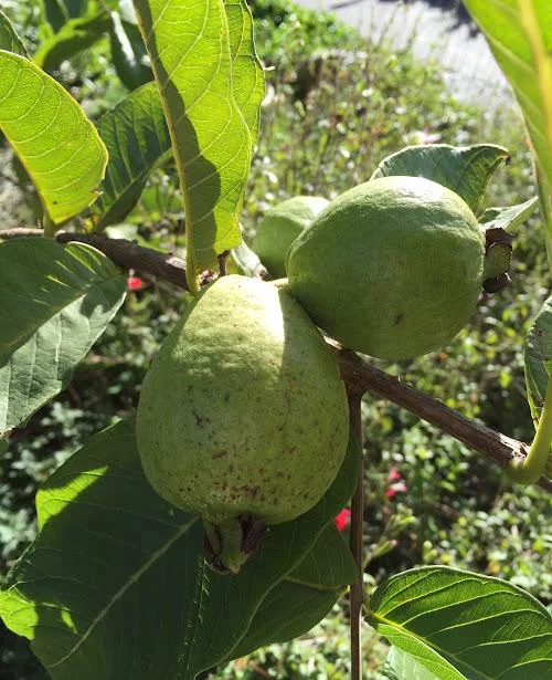 Mexican White Guava Tree Live Plant – Sweet Tropical Fruit – 4 inch Pot - Image 6