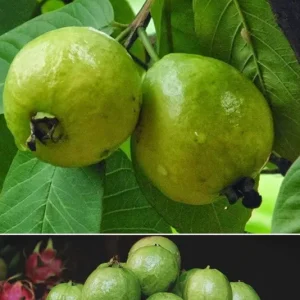 Mexican White Guava Tree Live Plant – Sweet Tropical Fruit – 4 inch Pot - Image 7
