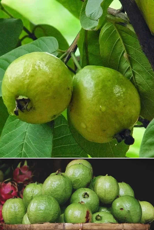 Mexican White Guava Tree Live Plant – Sweet Tropical Fruit – 4 inch Pot - Image 7