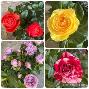 Mini Rose Starter Live Plants 4-Pack – Assorted Colors 3-6 Inches Tall - Image 1