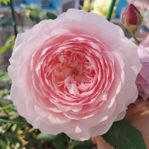 Misaki Rose Live Plant - Continuous Blooming, Fragrant, 60-80 cm Tall, Zones 5-9 - Image 2