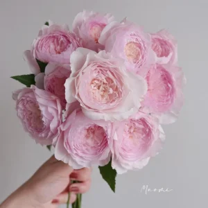 Misaki Rose Live Plant - Continuous Blooming, Fragrant, 60-80 cm Tall, Zones 5-9 - Image 3