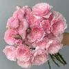 Misaki Rose Live Plant - Continuous Blooming, Fragrant, 60-80 cm Tall, Zones 5-9 - Image 1