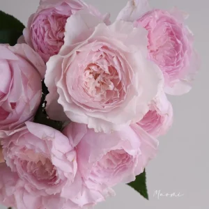 Misaki Rose Live Plant - Continuous Blooming, Fragrant, 60-80 cm Tall, Zones 5-9 - Image 4