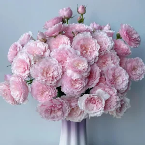 Misaki Rose Live Plant - Continuous Blooming, Fragrant, 60-80 cm Tall, Zones 5-9 - Image 5