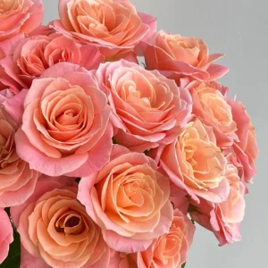 Miss Piggy Rose Live Plant – Yellow-to-Pink Gradient, Cupped Petals, 8 cm Flower - Image 3