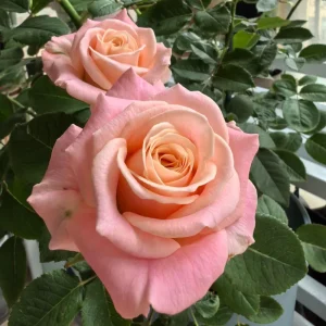 Miss Piggy Rose Live Plant – Yellow-to-Pink Gradient, Cupped Petals, 8 cm Flower - Image 4