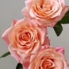 Miss Piggy Rose Live Plant – Yellow-to-Pink Gradient, Cupped Petals, 8 cm Flower - Image 1