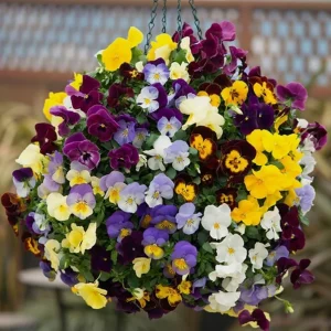 Mixed Color Pansy Plants - Live Viola x wittrockiana - 4 inch Pot - Outdoor - Image 4