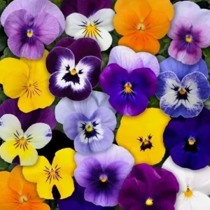 Mixed Color Pansy Plants - Live Viola x wittrockiana - 4 inch Pot - Outdoor - Image 6