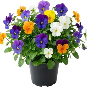 Mixed Color Pansy Plants - Live Viola x wittrockiana - 4 inch Pot - Outdoor - Image 1