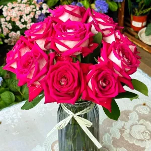 Monica Bellucci Rose Live Plant – Bi-color Red & White, 100-120cm Tall, Fragrant - Image 2