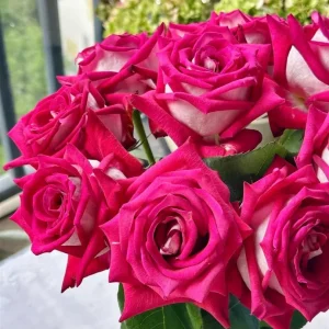 Monica Bellucci Rose Live Plant – Bi-color Red & White, 100-120cm Tall, Fragrant - Image 3