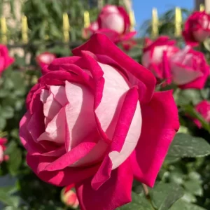 Monica Bellucci Rose Live Plant – Bi-color Red & White, 100-120cm Tall, Fragrant - Image 5