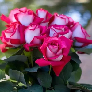 Monica Bellucci Rose Live Plant – Bi-color Red & White, 100-120cm Tall, Fragrant - Image 6