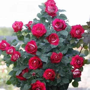 Monica Bellucci Rose Live Plant – Bi-color Red & White, 100-120cm Tall, Fragrant - Image 7