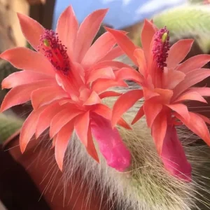 Monkey Tail Cactus Live Plant - 2 Inch Pot, Trailing Succulent with Orange Flowers - Image 2