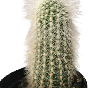 Monkey Tail Cactus Live Plant - 2 Inch Pot, Trailing Succulent with Orange Flowers - Image 3