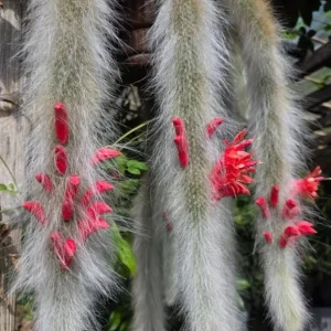 Monkey Tail Cactus Live Plant - 2 Inch Pot, Trailing Succulent with Orange Flowers - Image 5