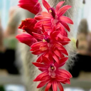 Monkey Tail Cactus Live Plant - 2 Inch Pot, Trailing Succulent with Orange Flowers - Image 6