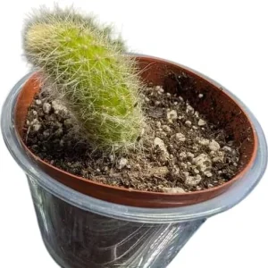 Monkey Tail Cactus Live Plant - 2 Inch Pot, Trailing Succulent with Orange Flowers - Image 7