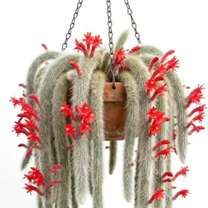 Monkey Tail Cactus Live Plant - 2 Inch Pot, Trailing Succulent with Orange Flowers - Image 1