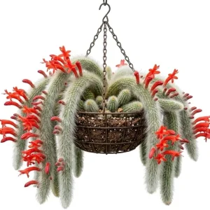 Monkey Tail Cactus Live Plant - 2" Pot, Rare Fuzzy Trailing Succulent for Indoors - Image 1