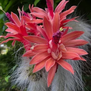 Monkey Tail Cactus Live Plant - 2