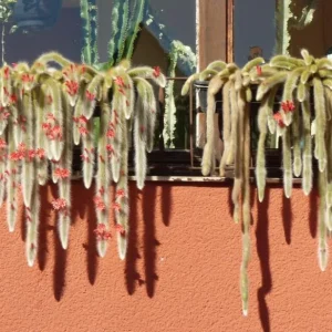Monkey Tail Cactus Live Plant - 4-6 Inch, Rare Fuzzy Trailing Succulent in 4 Inch Pot - Image 2