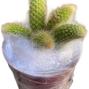 Monkey Tail Cactus Live Plant - 4-6 Inch, Rare Fuzzy Trailing Succulent in 4 Inch Pot - Image 4