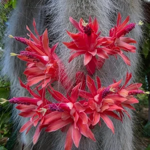 Monkey Tail Cactus Live Plant - 4-6 Inch, Rare Fuzzy Trailing Succulent in 4 Inch Pot - Image 5